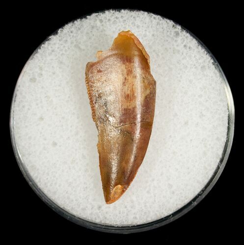 Large Raptor Tooth From Morocco - #5059